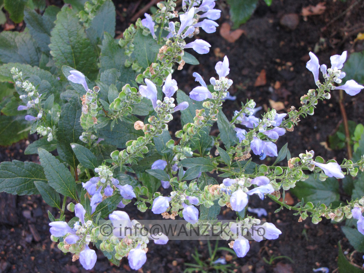Scutellaria baicalensis2.JPG